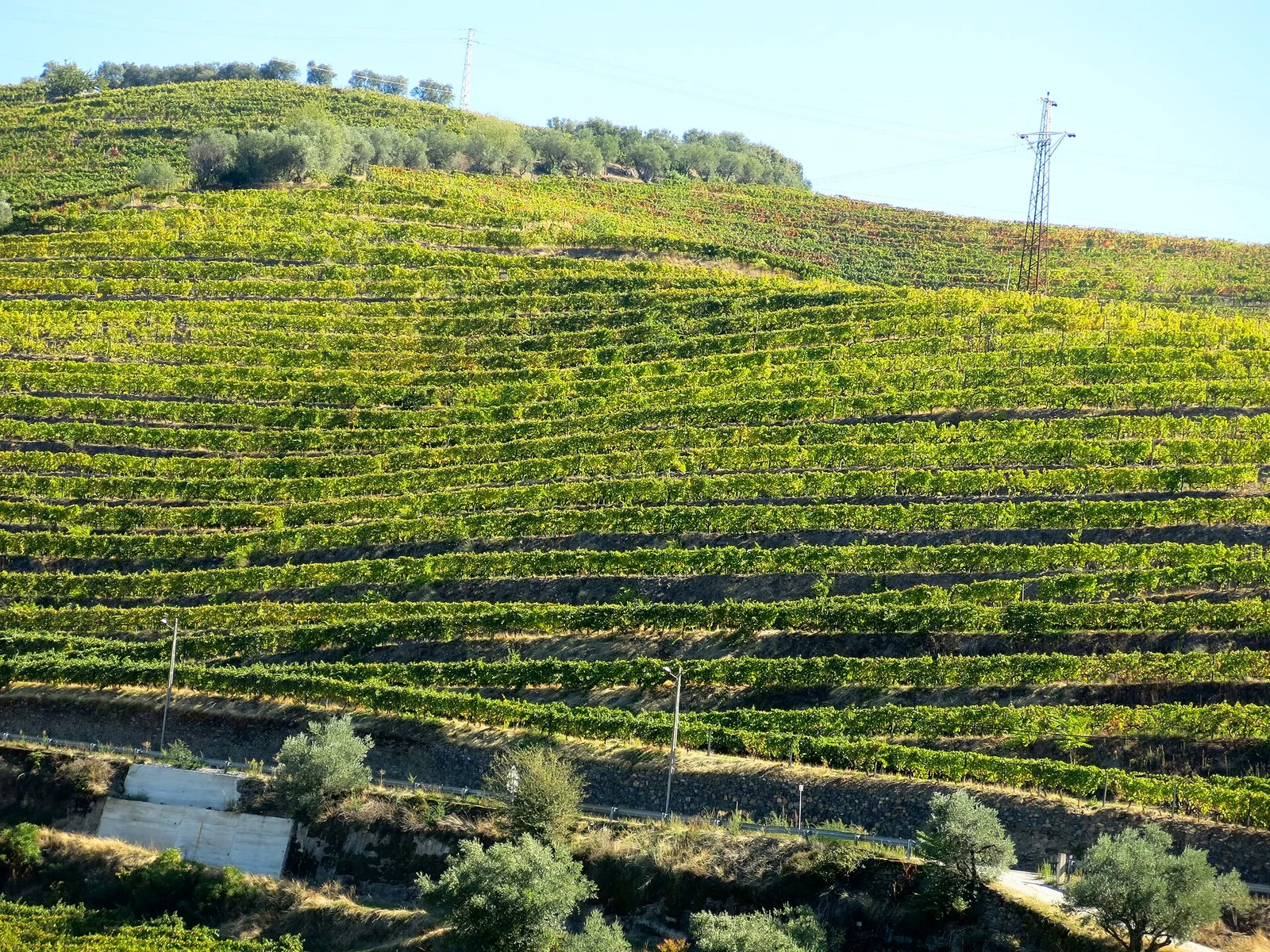 Encosta coberta por linhas de vinha no Alto Douro